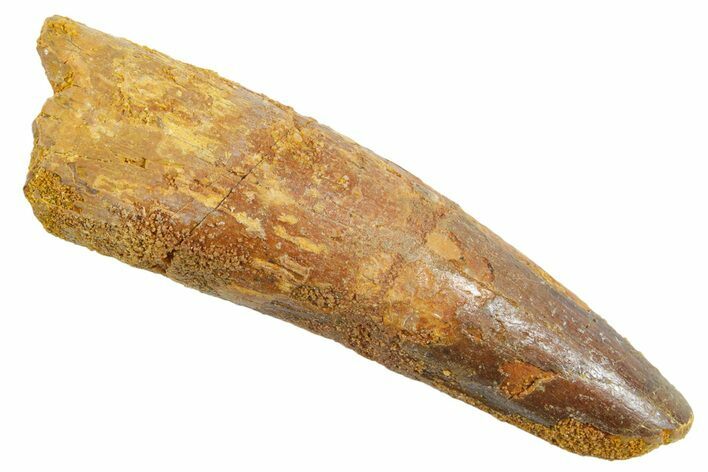 Fossil Spinosaurus Tooth - Real Dinosaur Tooth #363529